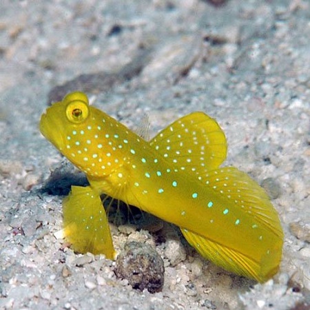 Cryptocentrus Cinctus Yellow Watchmen Goby Fish World